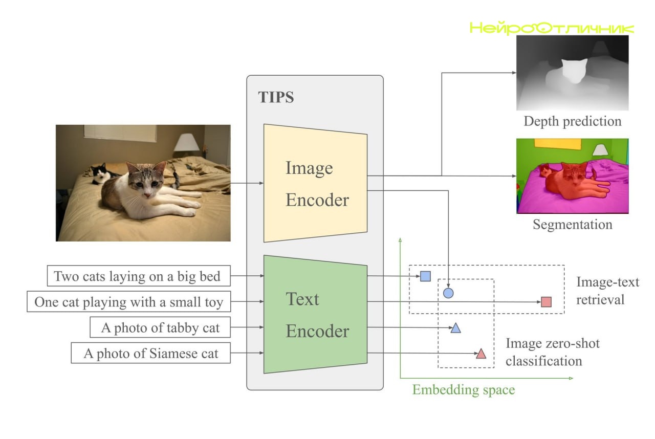 TIPS от Google DeepMind: модель, которая понимает и что на картинке, и где